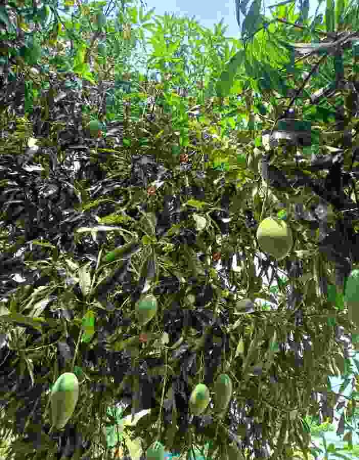 The Green Heart of Prashanta Vana
