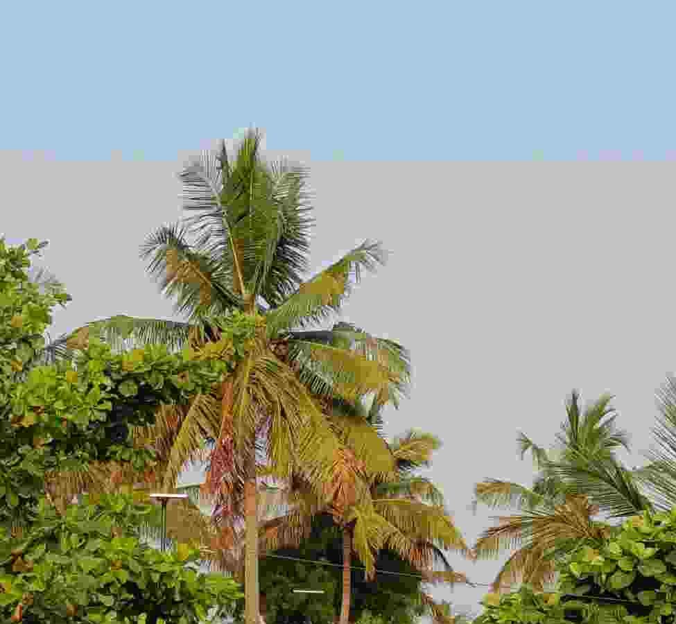 The Green Heart of Prashanta Vana