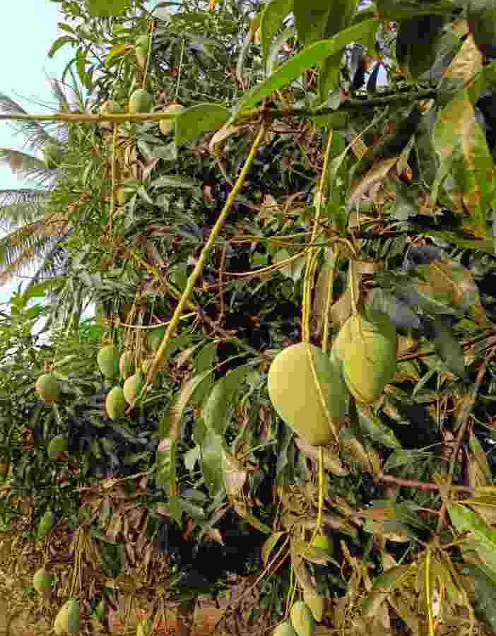 The Green Heart of Prashanta Vana