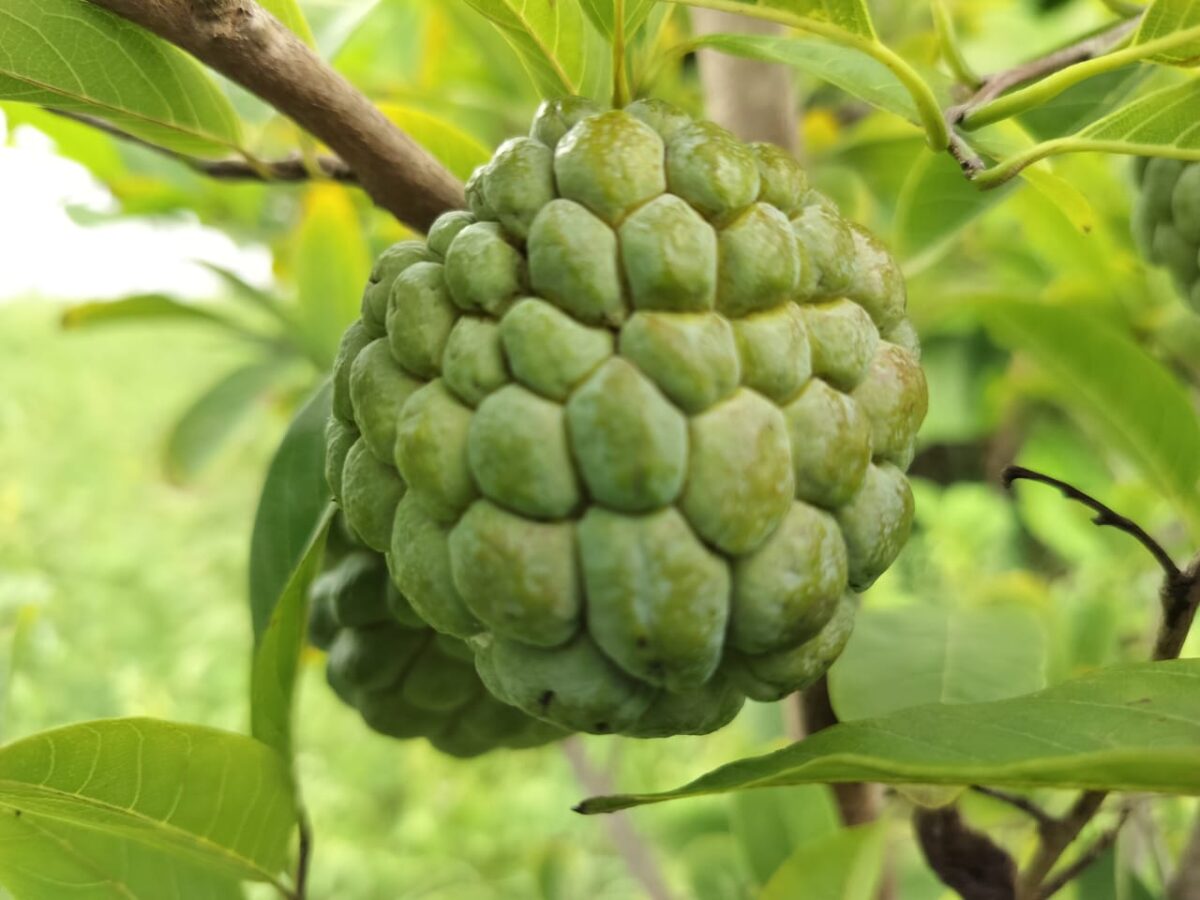 The Green Heart of Prashanta Vana