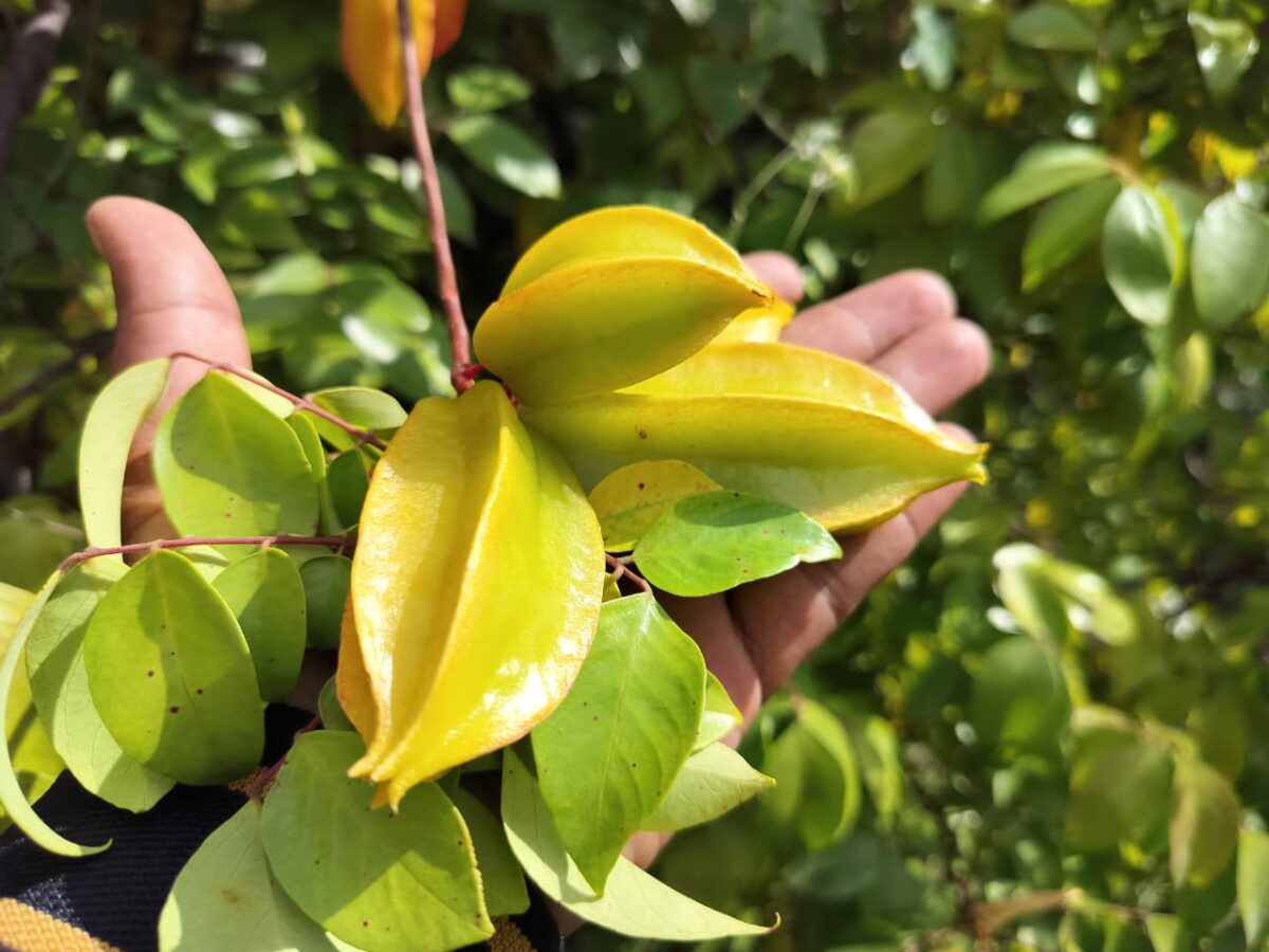 The Green Heart of Prashanta Vana