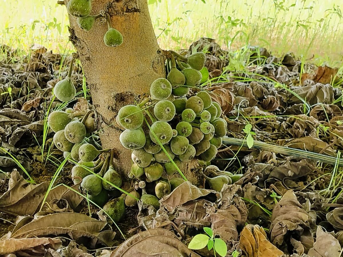 The Green Heart of Prashanta Vana