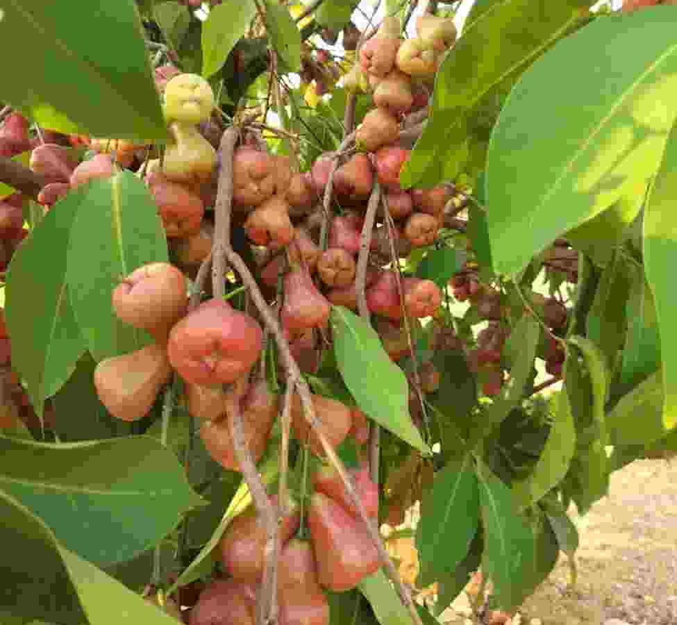 The Green Heart of Prashanta Vana