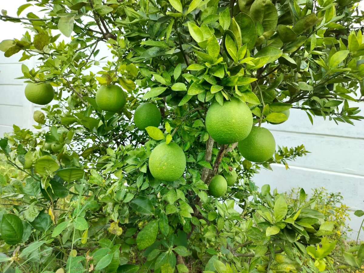 The Green Heart of Prashanta Vana